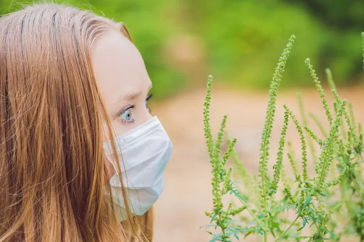 Alergia la ambrozie. Sfaturi pentru diminuarea simptomelor alergice
